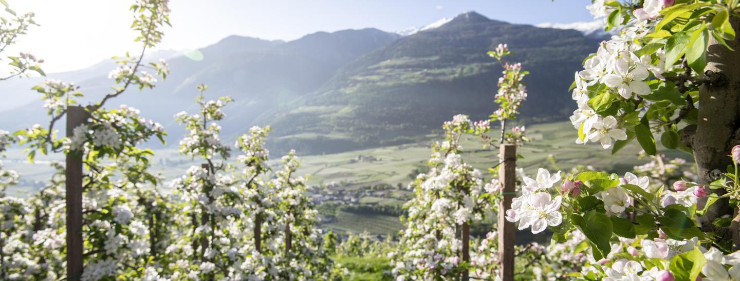 Primavera da sogno in Alto Adige